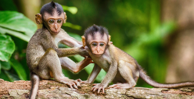 Monkeys in vrindavan - rasamrit